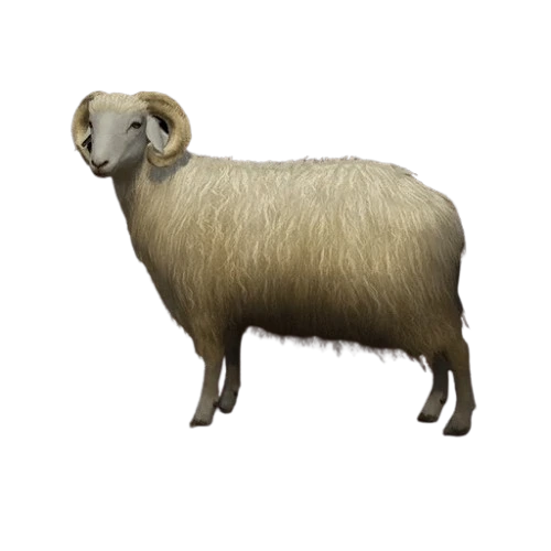 Karakul Sheep